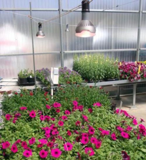 The Greenhouse and Horticultural Lighting online course offers new information on using LEDs for plant growth. Photo: Erik Runkle, MSU.