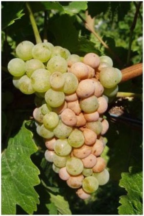 Compact cluster of Riesling grapes showing early signs of fruit rot and uneven ripening.
