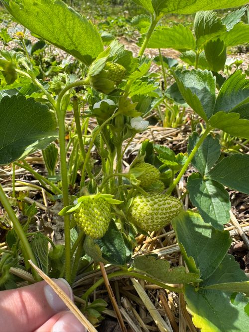 A hand holding a strawberry plant with three green, unripe strawberry fruits.