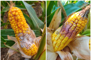 Fungal infections of corn and management strategies