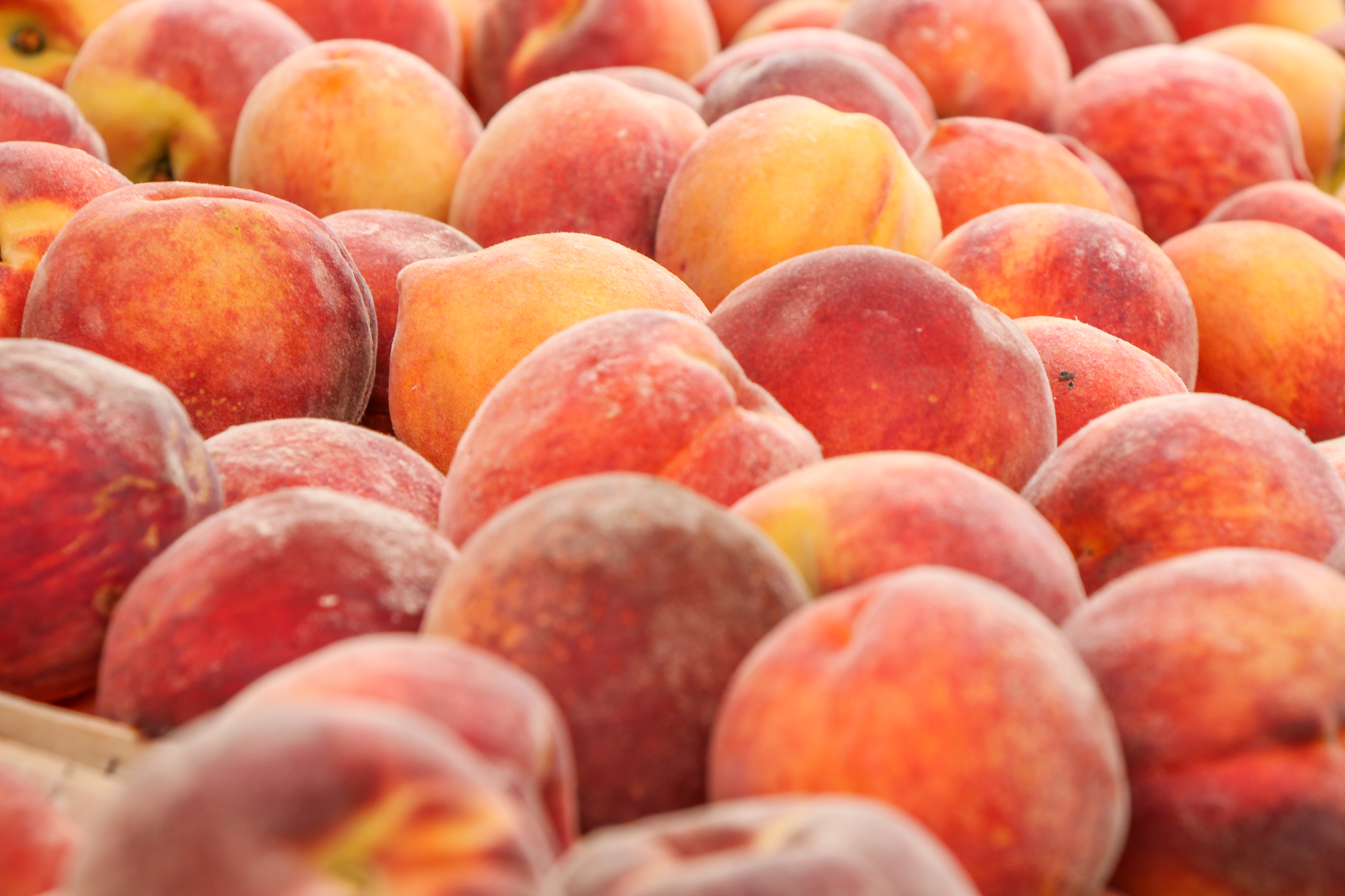 A flat of red haven peaches