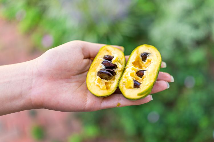 A photo of a cut open paw paw fruit. The interior looks soft and mushy.