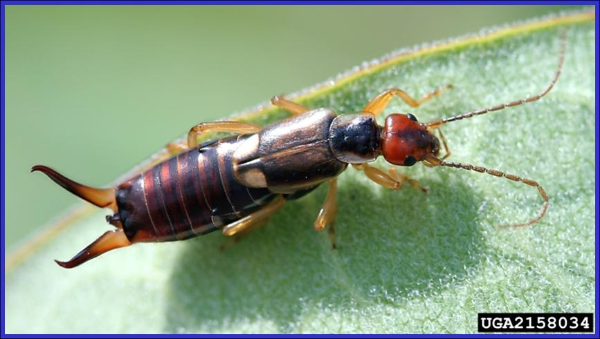 European earwig