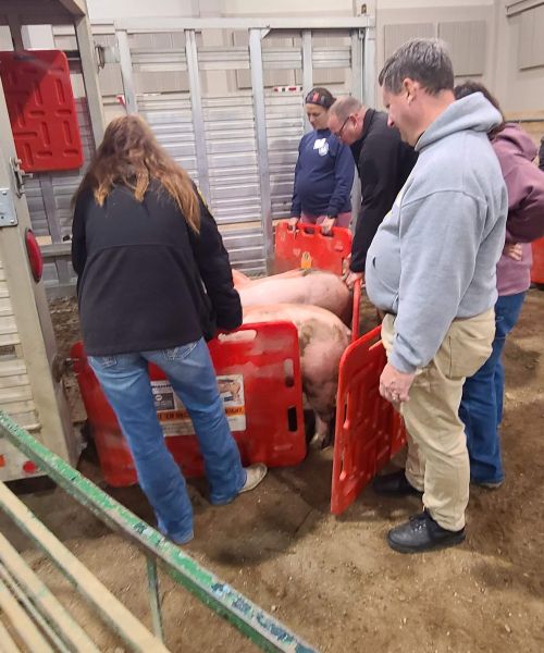 three people standing around some pink pigs in a tight corral