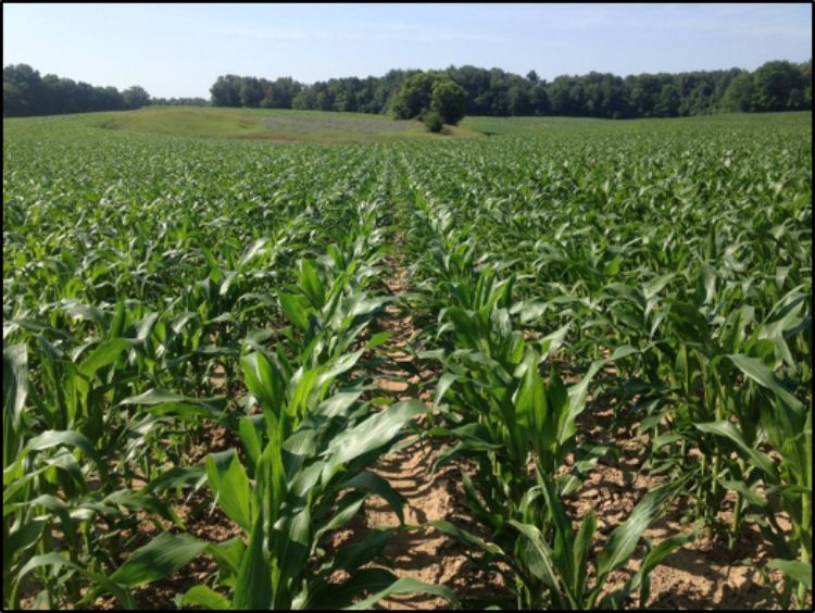 A field on a sunny day