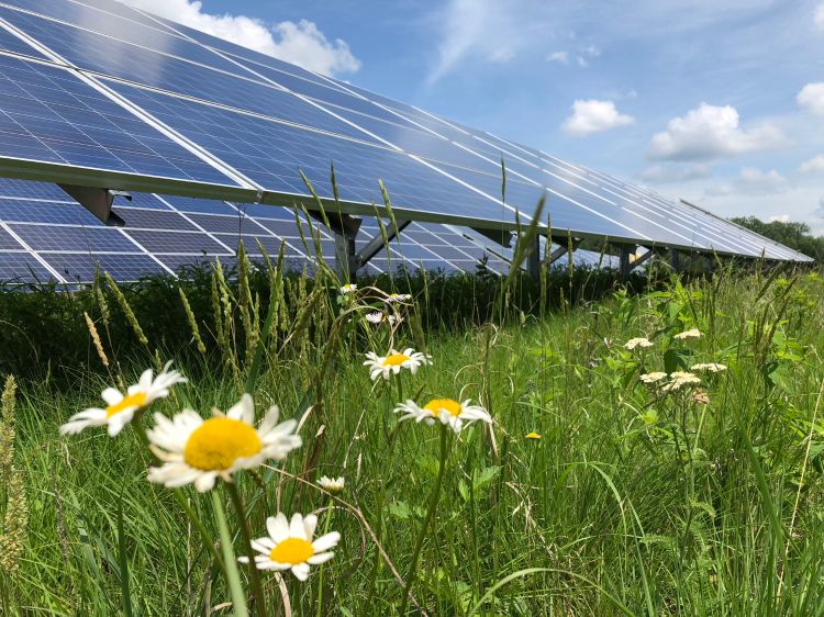 Solar pollinator habitat