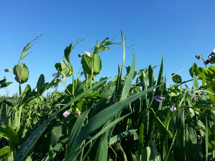 Oats with field peas