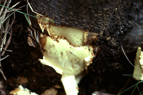 A distinct brown, sunken line at the union is seen under the bark.