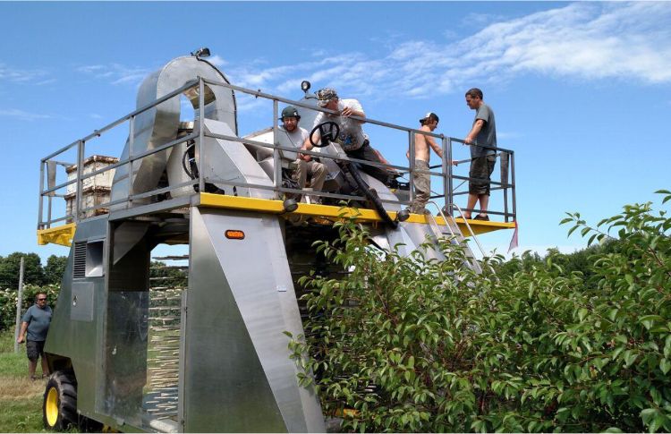 Harvesting high density tart cherries using a berry harvester.