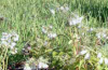Virginia waterleaf