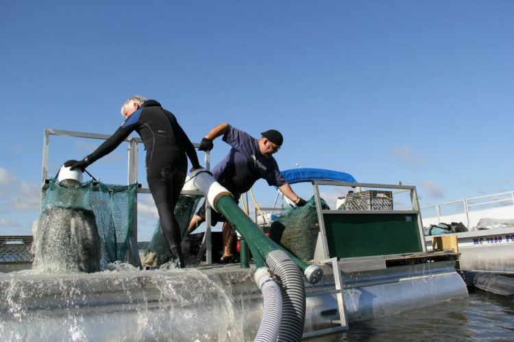 Two people are seen standing on the diver-assisted suction harvesting (DASH) boat (which looks like a pontoon boat) and they are placing hoses in the water to remove invasive species in Higgins Lake. Photo: Higgins Lake Foundation