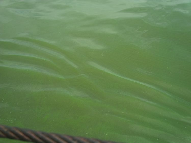 The “pea soup” look of excessive algae growth in Lake Erie | Photo by Monica Day, MSUE