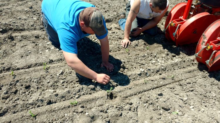 New tomato growers checking the depth, transplant water rate, and placement of processing tomatoes in Tuscola County. Photo: Ben Phillips, MSU Exetnsion.