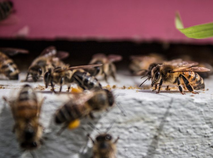 Photo: Sarah B. Scott.