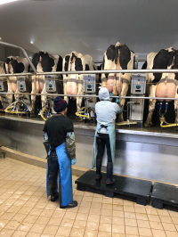 Dairy workers in a milking parlor