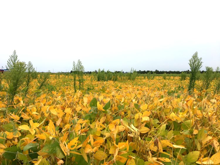 Horseweed in a soybean field.
