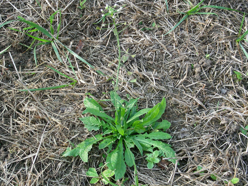  Shepherds Purse6.jpg 