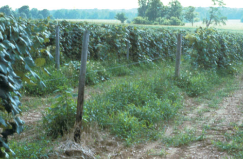 Dead and dying vines in a slowly spreading, circular pattern.