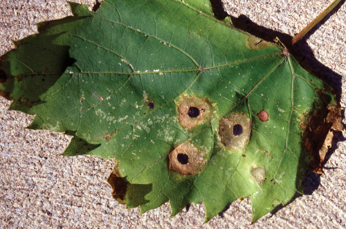 Black spots surrounded by a circular brown halo.