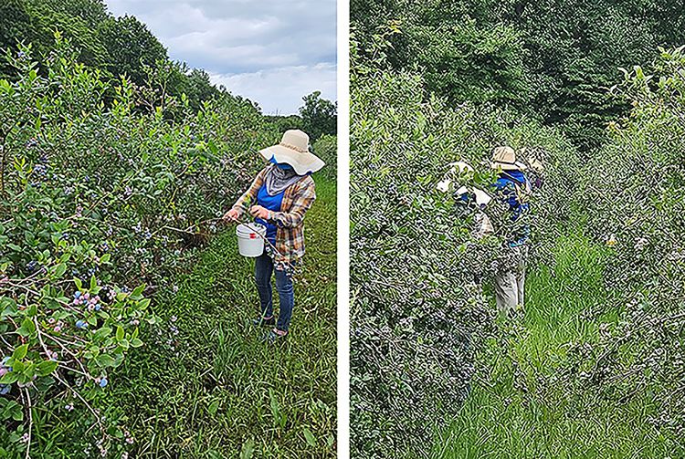 Farm workers harvest blueberries from blueberry bushes.