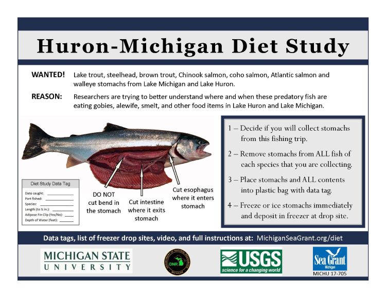 diet study instructions and picture showing detail of fish stomach. Information included in article. Video link to instructions also included in article.