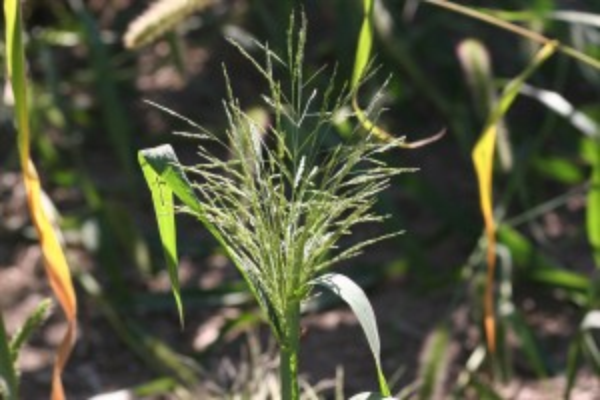 fall panicum plant