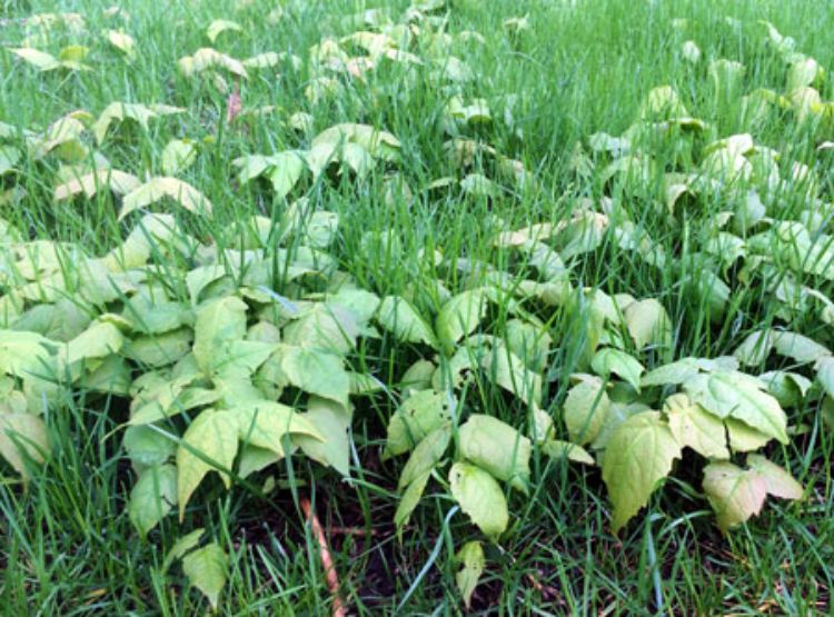 Maple tree seedlings growing in a lawn.