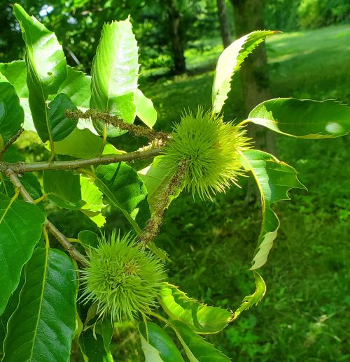 Chestnut burrs.