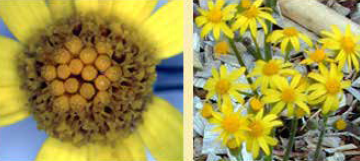 Round-leaved ragwort