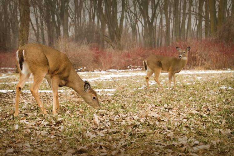 Two does in a forest