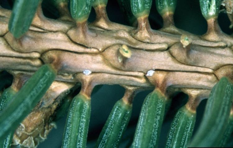 Overwintering nymphs of Cooley spruce gall adelgid in bark crevice.