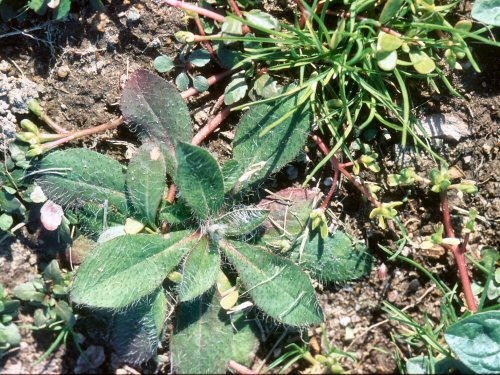  yellow hawkweed1.jpg 