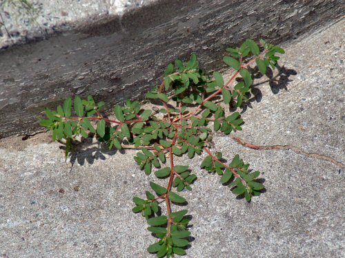  Prostrate Spurge7.jpg 