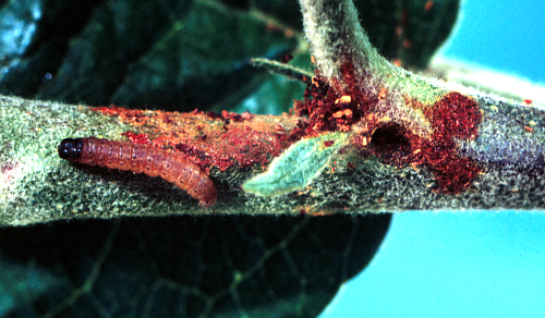  In early summer, larvae feed on foliar terminals of young plantings. 