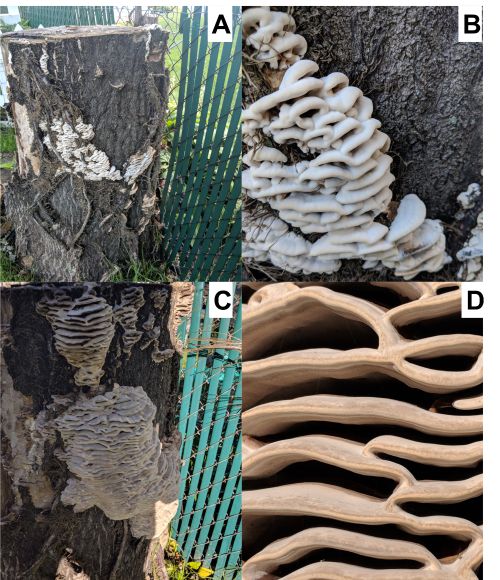 (A) Young B. adusta with (B) velvety, snow-white cap surface. (C) Mature B. adusta with (D) off-white cap surface.