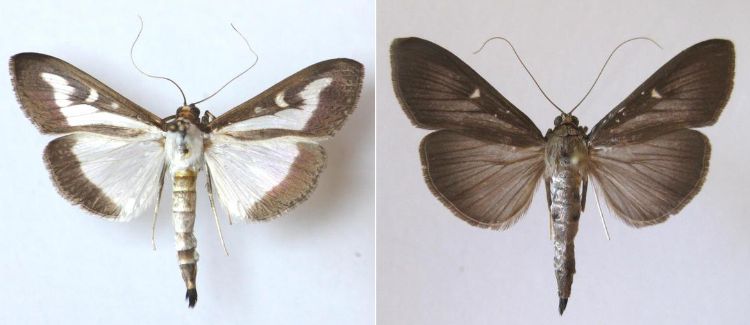 Adult box tree moths.