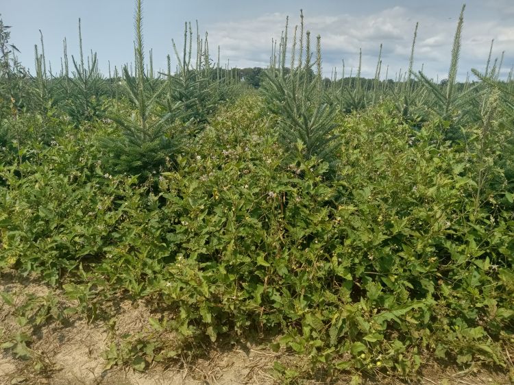 Green Christmas trees surrounded by tall weeds
