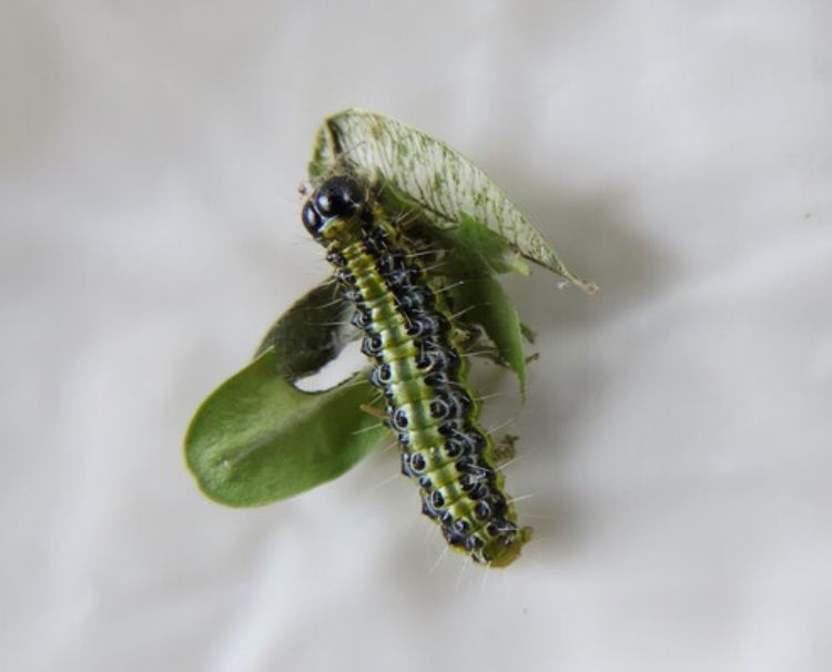 A green caterpillar eating a leaf.