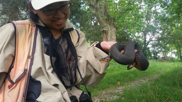 For decorative purposes.