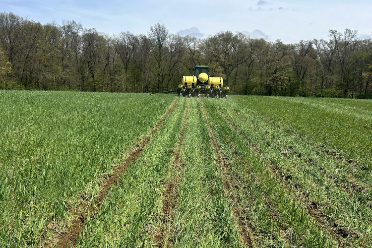 A tractor plants soybean seeds into a field growing cereal rye cover crop.