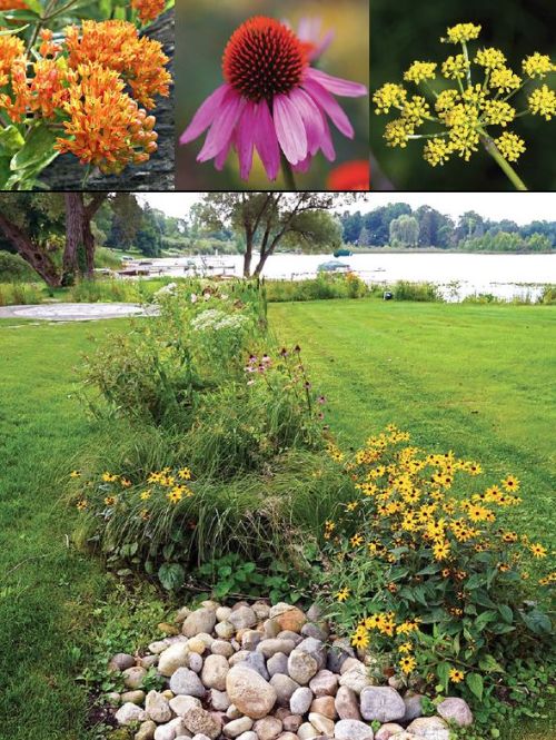 Top, native plants. Bottom, a lakeside rain garden.