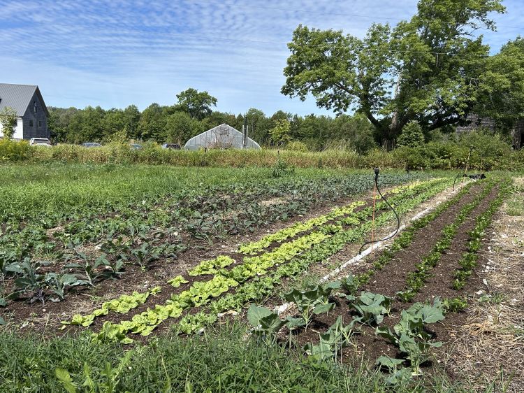 Rows of vegetables growing on a farm.