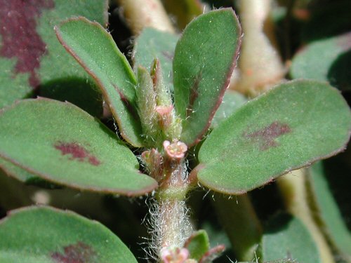  Prostrate Spurge6.jpg 