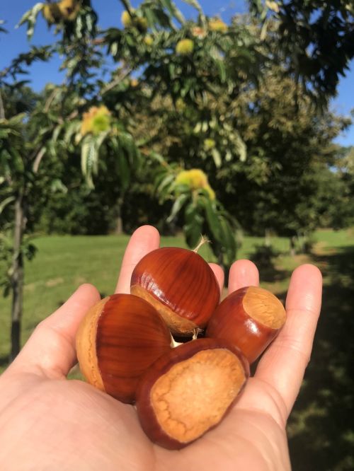 A hand holding four ripe chestnuts.