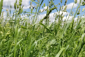 Should dairies utilize grasses to increase forage NDF digestibility?