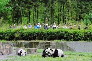 Striving and stumbling towards sustainability amongst pandas and people