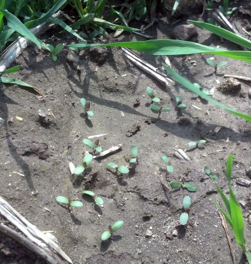 Interseeded alfalfa seedlings grow among established wheat. Photo credit: James DeDecker, MSU Extension