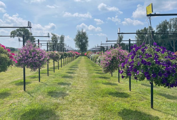 Rows of hanging baskets of flowers, mostly purple colored.