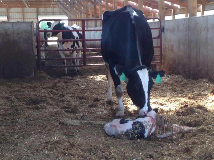 dairy cow licking dairy calf in a pen in a barn