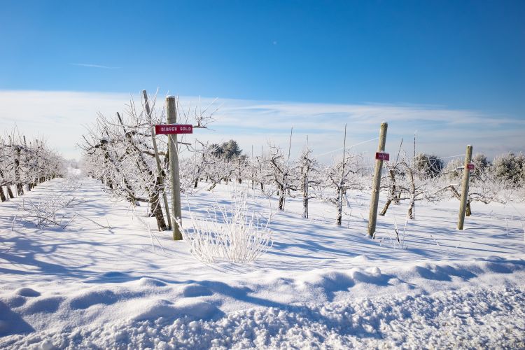An apple orchard during winter, with the ground covered in snow.